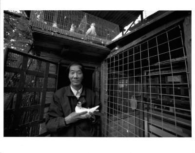 Raising Pigeons for Competition, Beijing, China