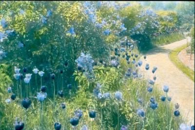 Blue Tulips