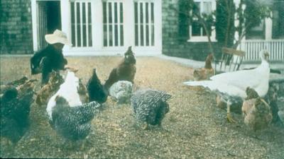 Child Feeding Chickens