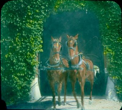 Annie B. Jennings' Horses