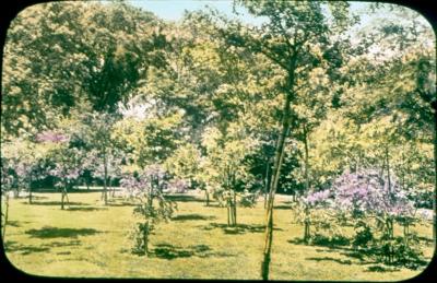 Trees and Lilacs