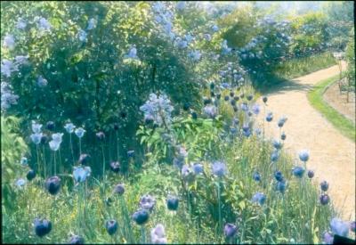 Blue Tulips