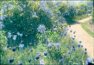 Blue Tulips