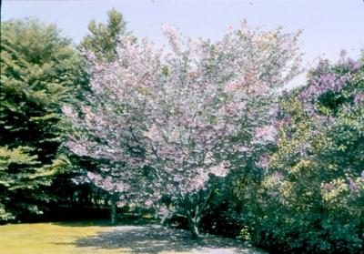 MOW_045_Flowering Pink Trees