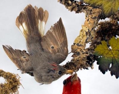 Household - Victorian Bird Diorama